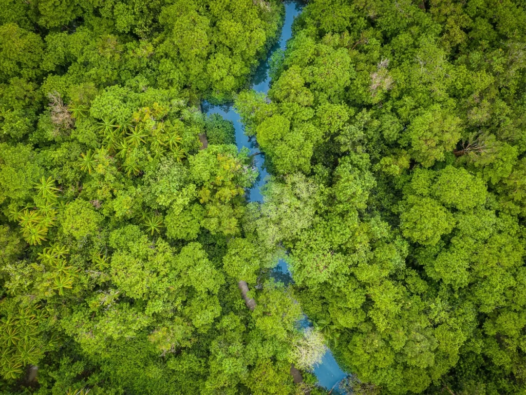 Regenwald in Panama, dessen Aufforstung begonnen hat